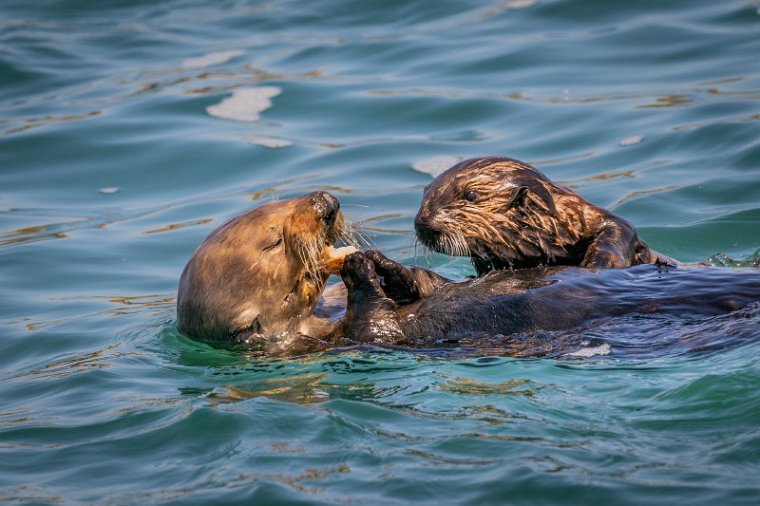 003 Moss Landing, zeeotters.jpg